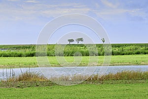 Three trees on a wide coastal prairie