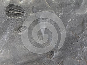 Three Trilobites on a Grey Background