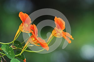 Three tropaeolum