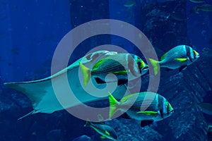 Three tropical fishes swimming together with stingray