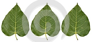 Three Tropical foliage bo leaf isolated on white backgrounds