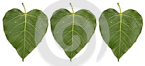 Three Tropical foliage bo leaf isolated on white backgrounds