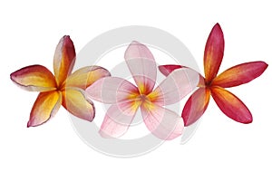 Three tropical plumeria