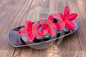 Three Tropical Plumeria Frangipani