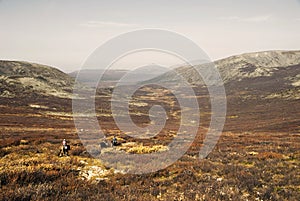 Three Tsaatan boys return to their nomadic home in Mongolia