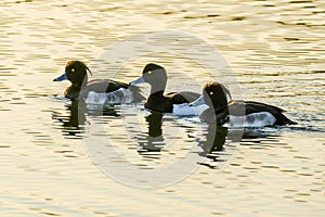 Three tufted ducks swimming on lake