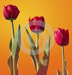 Three tulip flowers with varying length in red.