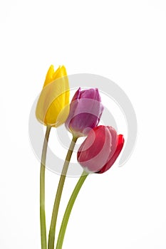 Three tulips