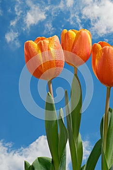 Three Tulips