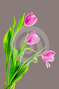 Three Tulips