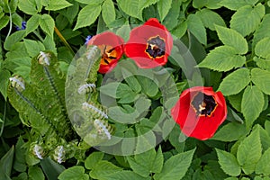 Three tulips with bright red petals and a black heart. The flowers are arranged against a background of green leaves. The view