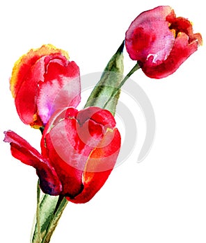 Three Tulips flowers