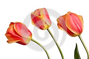 Three tulips isolated on a white background