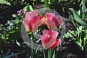 Three tulips are mesmerizing