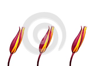 Three tulips unopened on white background photo