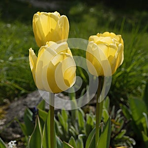 Three tulips with yellow single flowers growing in the garden