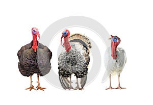 Three turkey isolated on a white photo