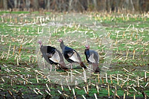 Three Turkeys photo