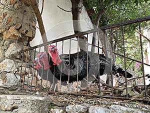 Three turkeys with colorful plumage and red head hiding behind a fence