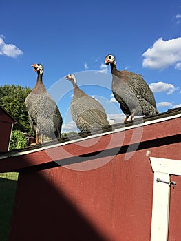 turkeys perched on top of a red chicken coop and look like a singing