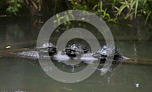 Tri korytnačky 