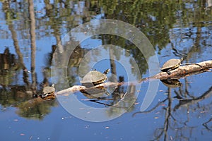 Three Turtles On A Log Surrounded By Water With Water Reflection.