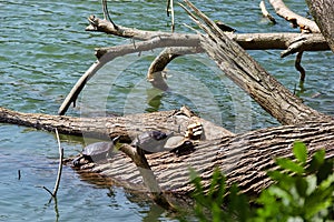 Three turtles resting on the trunk