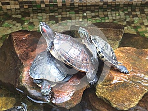 three turtles on a stone