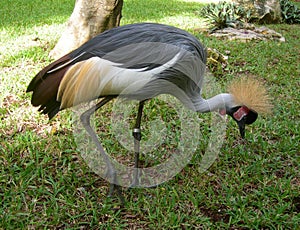Three turtles sunbathing on a rock