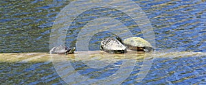 Turtles log lake Florida