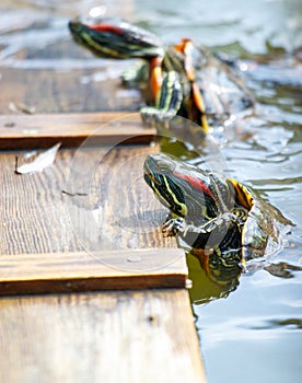 Three turtles are swimming in a pond