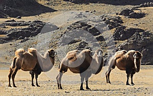 Three two-humped camels in the Altai mountains.