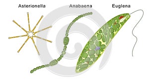 Three types of algae: Asterionella, Anabaena, Euglena