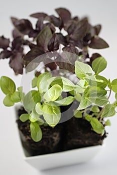 Three types of basil with soil in white cup on white