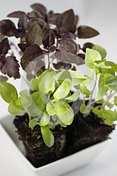 Three types of basil with soil in white cup on white