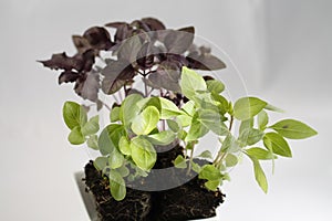 Three types of basil with soil in white cup on white