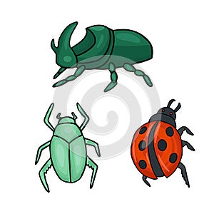 Three types of beetles. Ladybug and green bug. Vector illustration
