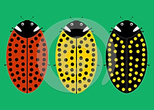 Three types of ladybirds