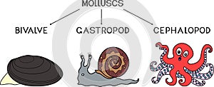 Three types of molluscs: cephalopod, gastropod, bivalve.