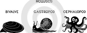 Three types of molluscs: cephalopod, gastropod, bivalve.