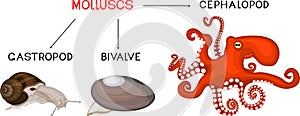 Three types of molluscs: cephalopod, gastropod, bivalve.