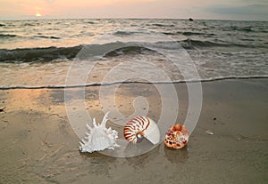 Three types of natural seashells on beautiful sunset beach