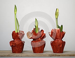 Three unblown amaryllis in pots