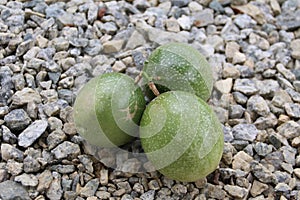 Three unripe passionfruits on stones