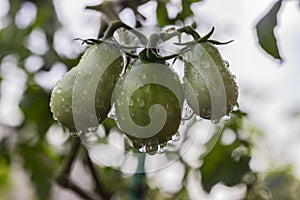 Three unripe tomatoes hang on a branch in raindrops
