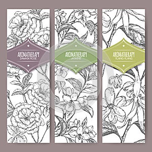 Three vector banners Damask rose, jasmine, ylang sketch. Aromatherapy series.