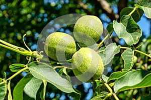 Three verdant green walnuts growing in the garden