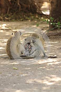 Three vervet monkey`s holding a baby