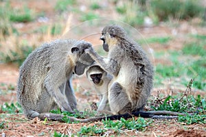 Three Vervet Monkeys preening each other photo