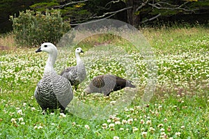 Three very beautiful ducks, geese goose in a park in Patagonia